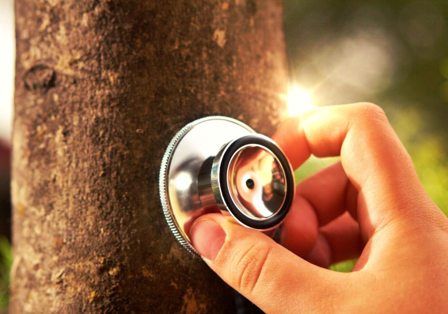 Stethoscope on tree trunk in sunlight.